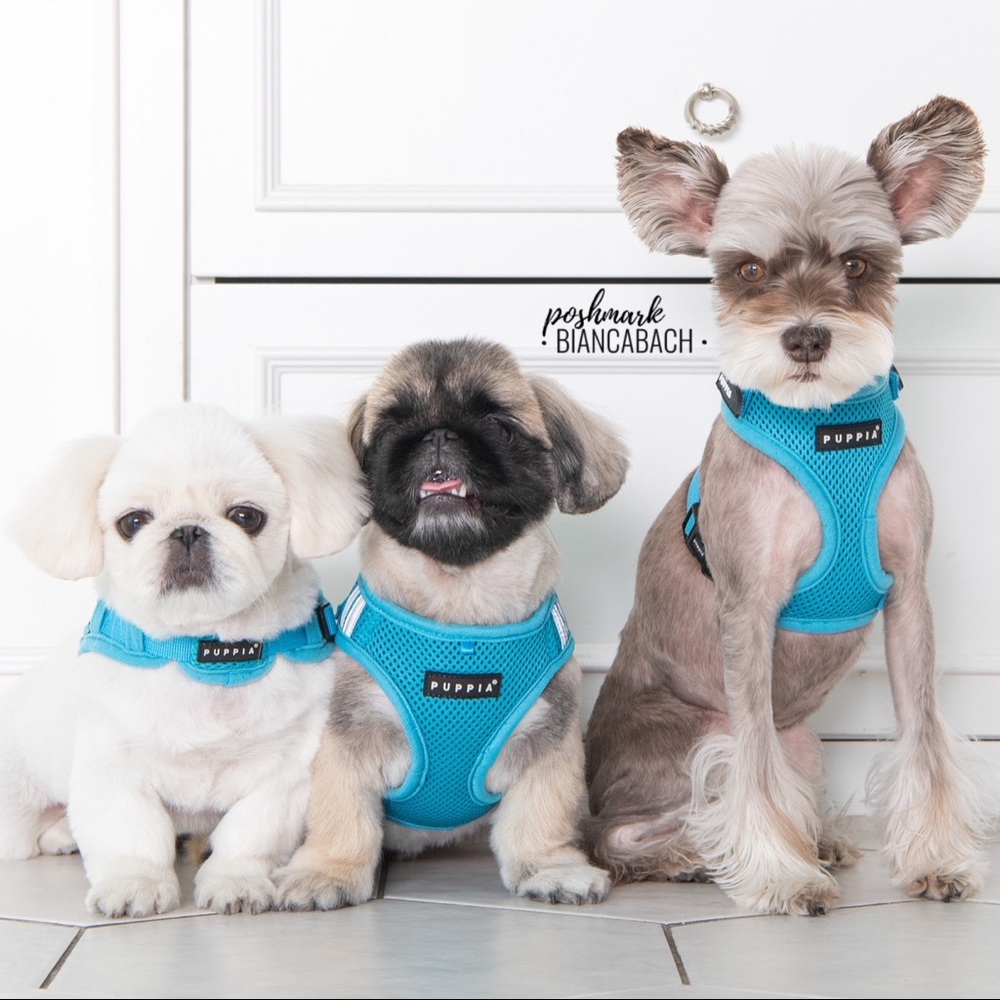 🆕 Puppia Dog Harness